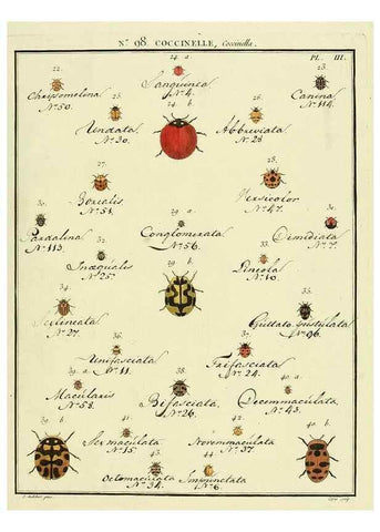 Reproducción/Reproduction 35824207986: Entomologie, ou, Histoire naturelle des insectes :. A Paris :De l'Imprimerie de Baudoin,1789-1808.