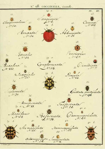 Reproducción/Reproduction 35824207986: Entomologie, ou, Histoire naturelle des insectes :. A Paris :De l'Imprimerie de Baudoin,1789-1808.