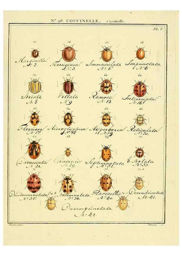 Reproducción/Reproduction 35824210366: Entomologie, ou, Histoire naturelle des insectes :. A Paris :De l'Imprimerie de Baudoin,1789-1808.