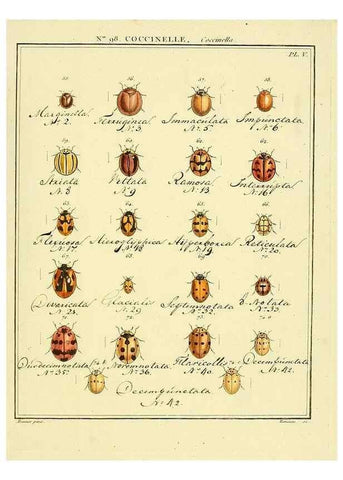 Reproducción/Reproduction 35824210366: Entomologie, ou, Histoire naturelle des insectes :. A Paris :De l'Imprimerie de Baudoin,1789-1808.