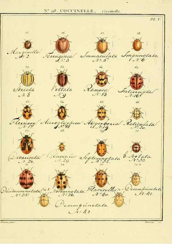Reproducción/Reproduction 35824210366: Entomologie, ou, Histoire naturelle des insectes :. A Paris :De l'Imprimerie de Baudoin,1789-1808.