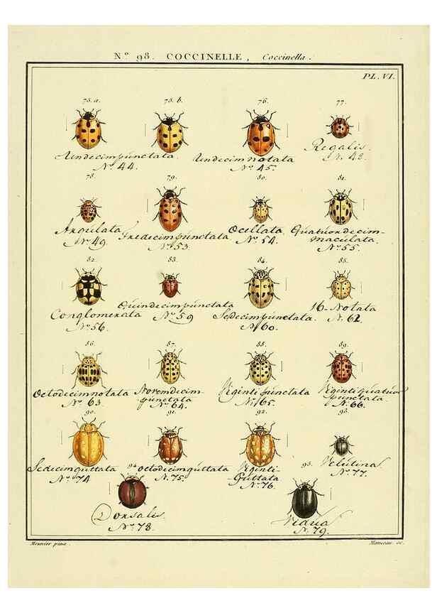 Reproducción/Reproduction 35733068791: Entomologie, ou, Histoire naturelle des insectes :. A Paris :De l'Imprimerie de Baudoin,1789-1808.