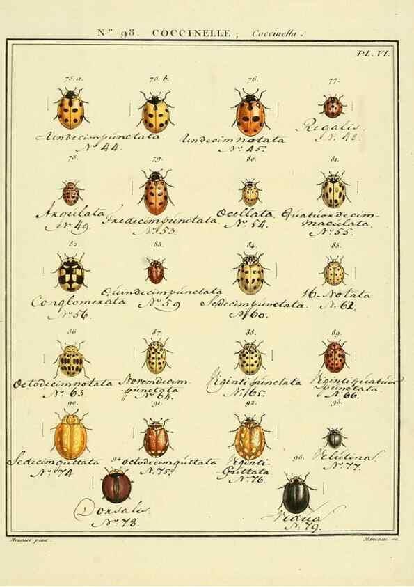 Reproducción/Reproduction 35733068791: Entomologie, ou, Histoire naturelle des insectes :. A Paris :De l'Imprimerie de Baudoin,1789-1808.