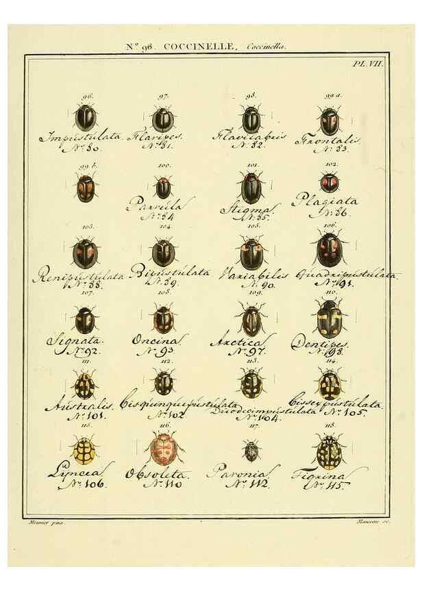 Reproducción/Reproduction 35824212756: Entomologie, ou, Histoire naturelle des insectes :. A Paris :De l'Imprimerie de Baudoin,1789-1808.