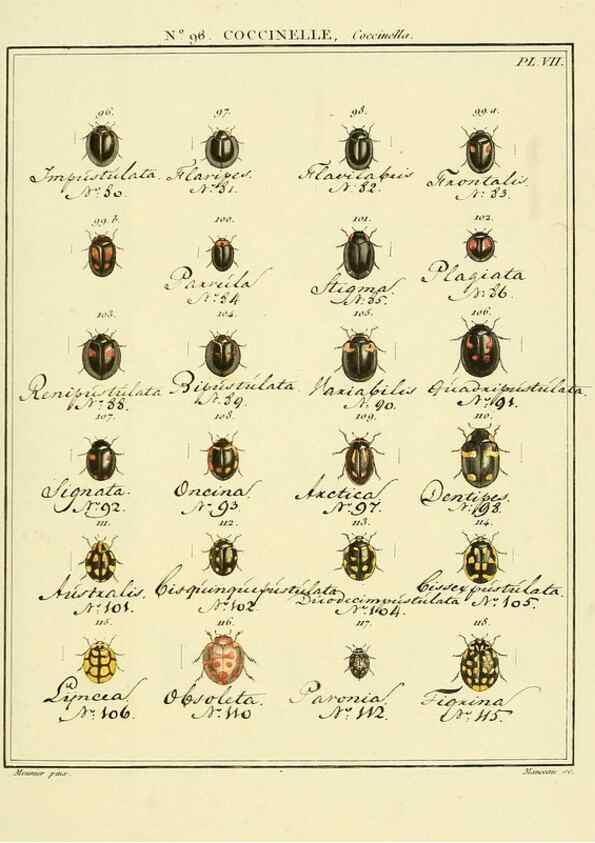 Reproducción/Reproduction 35824212756: Entomologie, ou, Histoire naturelle des insectes :. A Paris :De l'Imprimerie de Baudoin,1789-1808.