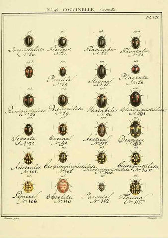 Reproducción/Reproduction 35824212756: Entomologie, ou, Histoire naturelle des insectes :. A Paris :De l'Imprimerie de Baudoin,1789-1808.