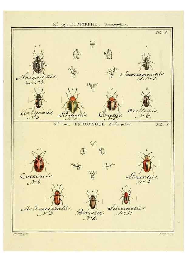 Reproducción/Reproduction 35025180364: Entomologie, ou, Histoire naturelle des insectes :. A Paris :De l'Imprimerie de Baudoin,1789-1808.