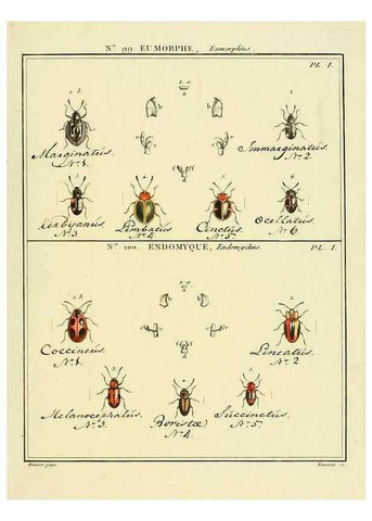 Reproducción/Reproduction 35025180364: Entomologie, ou, Histoire naturelle des insectes :. A Paris :De l'Imprimerie de Baudoin,1789-1808.