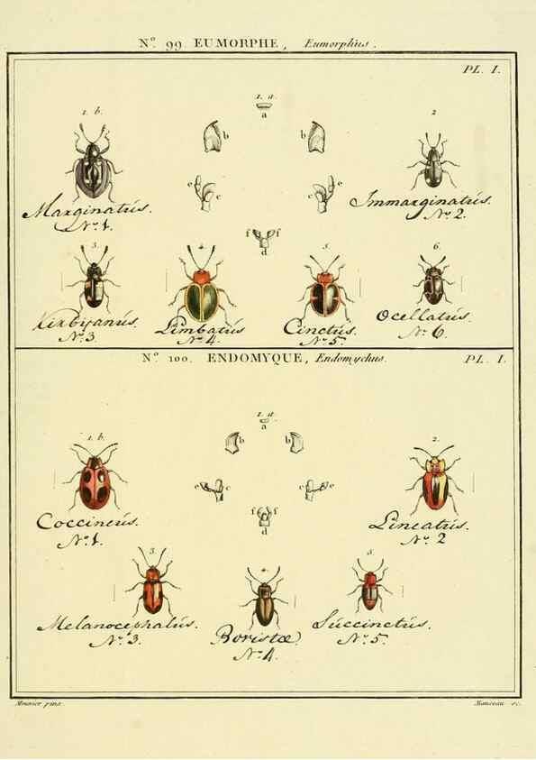 Reproducción/Reproduction 35025180364: Entomologie, ou, Histoire naturelle des insectes :. A Paris :De l'Imprimerie de Baudoin,1789-1808.