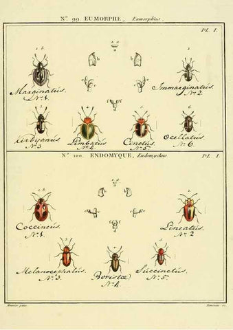 Reproducción/Reproduction 35025180364: Entomologie, ou, Histoire naturelle des insectes :. A Paris :De l'Imprimerie de Baudoin,1789-1808.