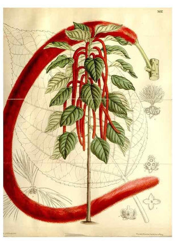 Reproducción/Reproduction 35583899330: Curtis's botanical magazine.. London ; New York [etc.] :Academic Press [etc.]
