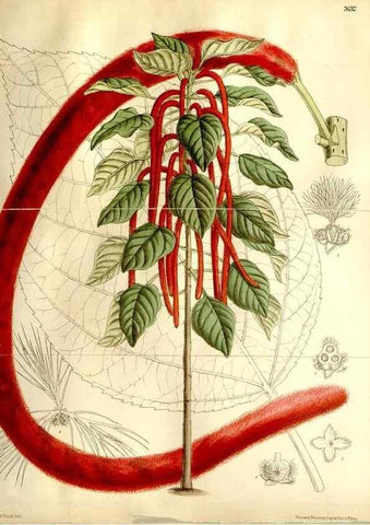 Reproducción/Reproduction 35583899330: Curtis's botanical magazine.. London ; New York [etc.] :Academic Press [etc.]