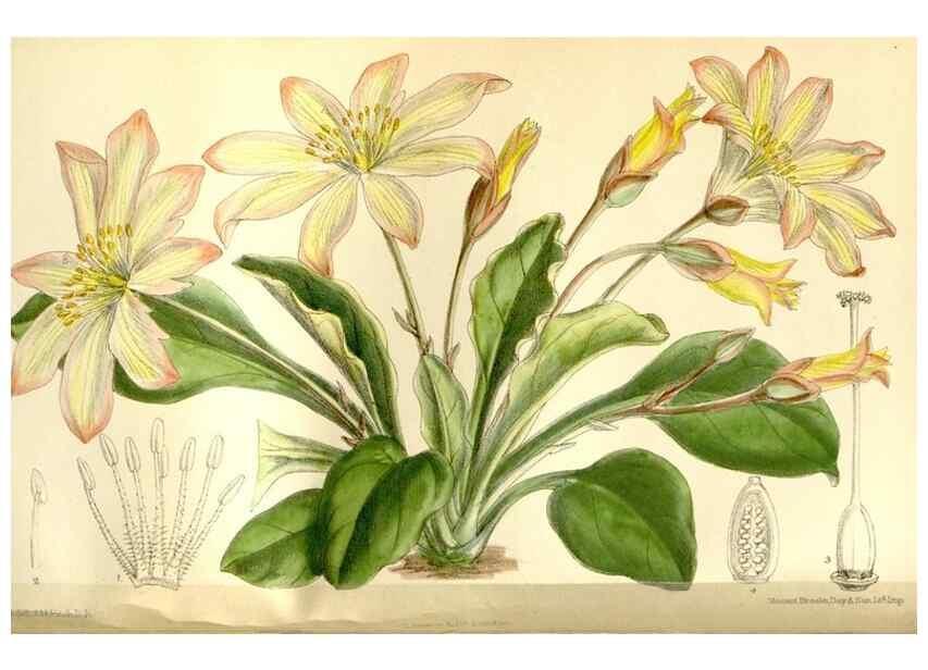 Reproducción/Reproduction 35583901760: Curtis's botanical magazine.. London ; New York [etc.] :Academic Press [etc.]