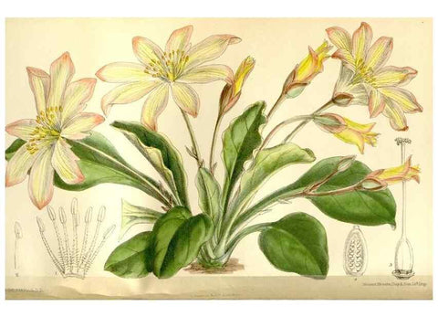 Reproducción/Reproduction 35583901760: Curtis's botanical magazine.. London ; New York [etc.] :Academic Press [etc.]