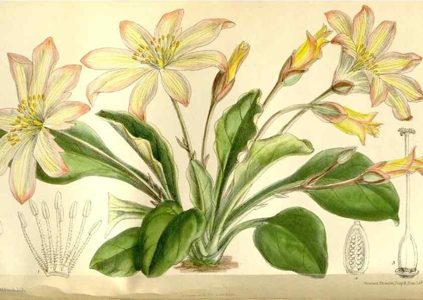 Reproducción/Reproduction 35583901760: Curtis's botanical magazine.. London ; New York [etc.] :Academic Press [etc.]
