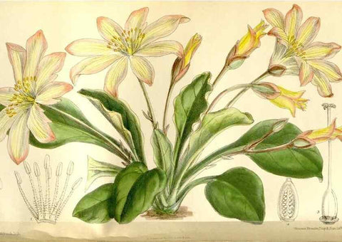 Reproducción/Reproduction 35583901760: Curtis's botanical magazine.. London ; New York [etc.] :Academic Press [etc.]
