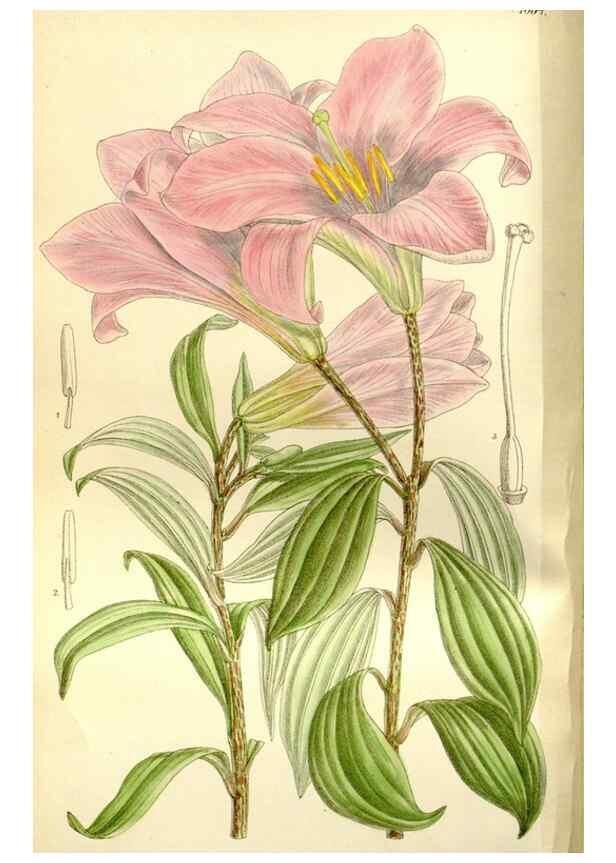 Reproducción/Reproduction 35583905270: Curtis's botanical magazine.. London ; New York [etc.] :Academic Press [etc.]