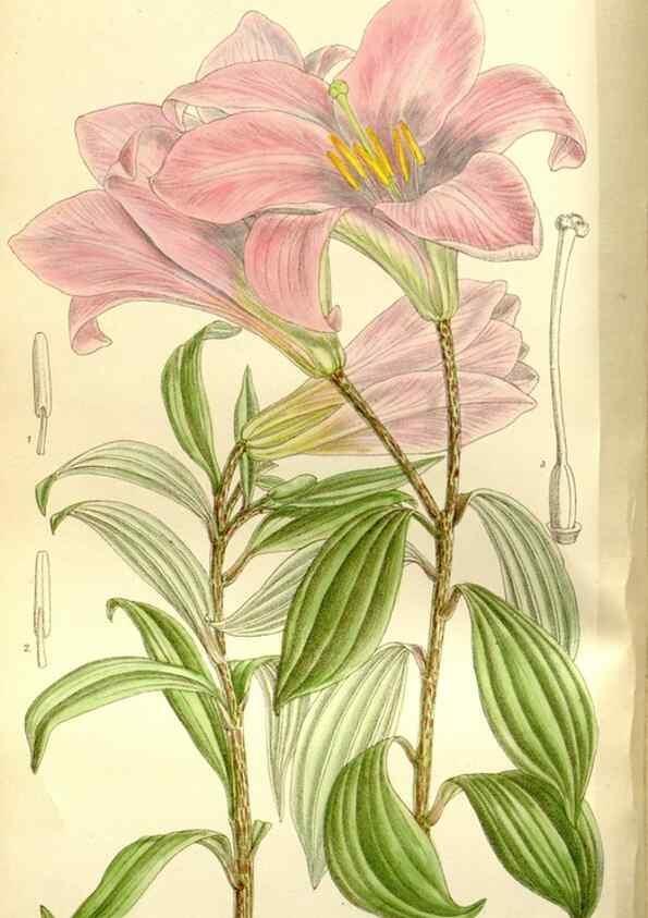 Reproducción/Reproduction 35583905270: Curtis's botanical magazine.. London ; New York [etc.] :Academic Press [etc.]