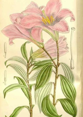Reproducción/Reproduction 35583905270: Curtis's botanical magazine.. London ; New York [etc.] :Academic Press [etc.]
