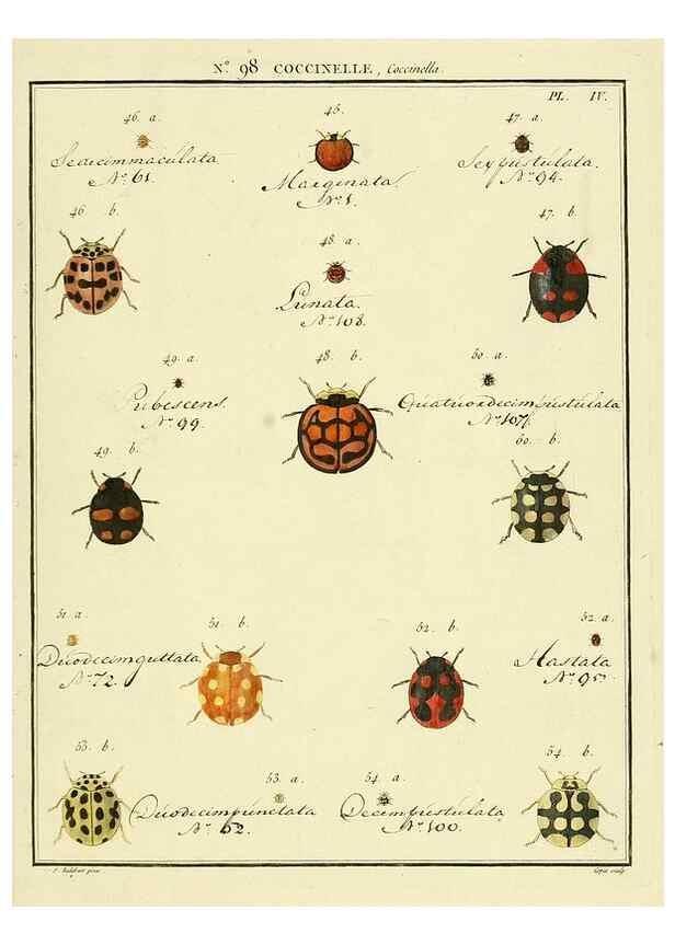 Reproducción/Reproduction 35733064531: Entomologie, ou, Histoire naturelle des insectes :. A Paris :De l'Imprimerie de Baudoin,1789-1808.
