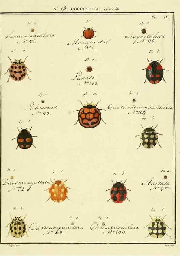 Reproducción/Reproduction 35733064531: Entomologie, ou, Histoire naturelle des insectes :. A Paris :De l'Imprimerie de Baudoin,1789-1808.