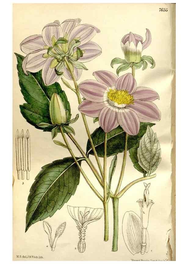Reproducción/Reproduction 35840277671: Curtis's botanical magazine.. London ; New York [etc.] :Academic Press [etc.]
