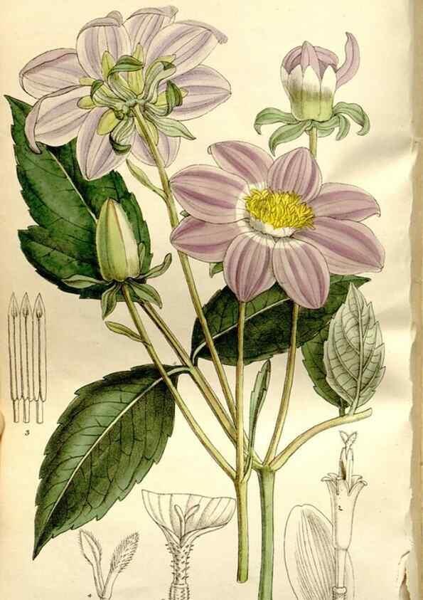 Reproducción/Reproduction 35840277671: Curtis's botanical magazine.. London ; New York [etc.] :Academic Press [etc.]