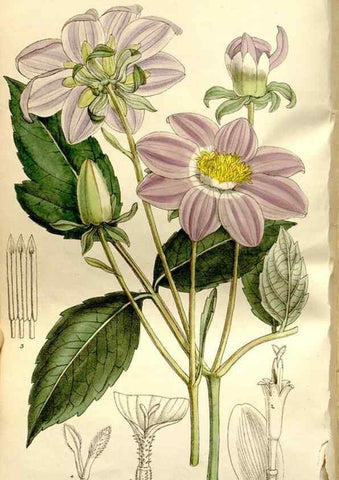 Reproducción/Reproduction 35840277671: Curtis's botanical magazine.. London ; New York [etc.] :Academic Press [etc.]