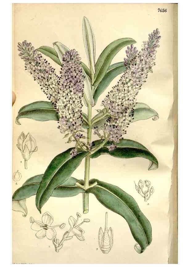 Reproducción/Reproduction 35840281471: Curtis's botanical magazine.. London ; New York [etc.] :Academic Press [etc.]