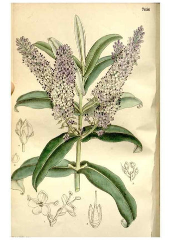 Reproducción/Reproduction 35840281471: Curtis's botanical magazine.. London ; New York [etc.] :Academic Press [etc.]