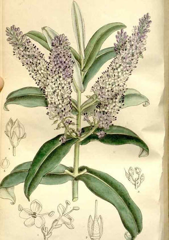 Reproducción/Reproduction 35840281471: Curtis's botanical magazine.. London ; New York [etc.] :Academic Press [etc.]