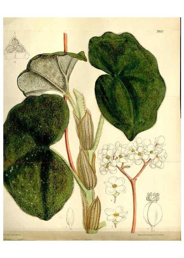 Reproducción/Reproduction 35840284921: Curtis's botanical magazine.. London ; New York [etc.] :Academic Press [etc.]