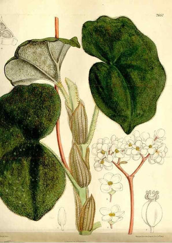 Reproducción/Reproduction 35840284921: Curtis's botanical magazine.. London ; New York [etc.] :Academic Press [etc.]