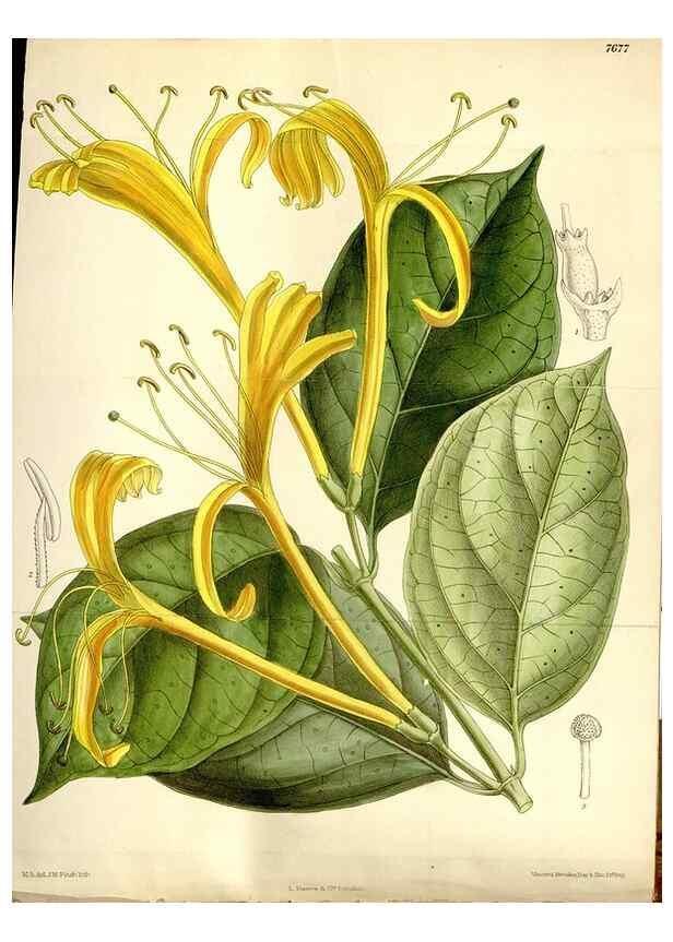Reproducción/Reproduction 35802239682: Curtis's botanical magazine.. London ; New York [etc.] :Academic Press [etc.]