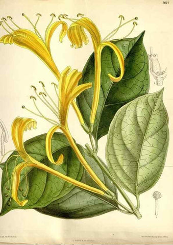 Reproducción/Reproduction 35802239682: Curtis's botanical magazine.. London ; New York [etc.] :Academic Press [etc.]