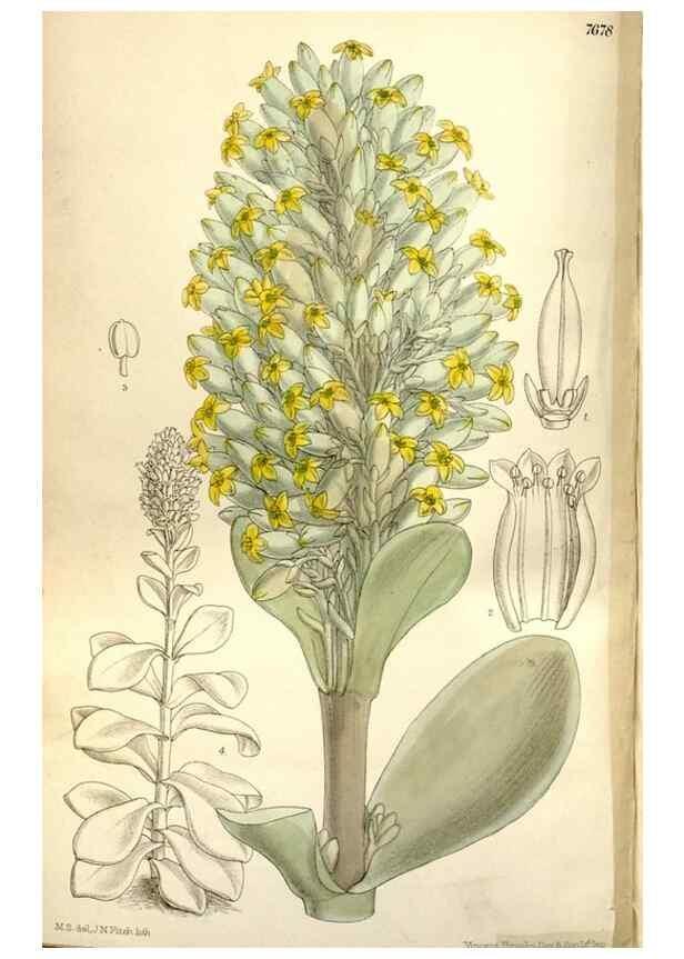 Reproducción/Reproduction 35802243962: Curtis's botanical magazine.. London ; New York [etc.] :Academic Press [etc.]