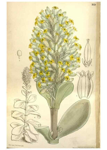 Reproducción/Reproduction 35802243962: Curtis's botanical magazine.. London ; New York [etc.] :Academic Press [etc.]