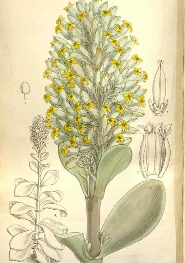 Reproducción/Reproduction 35802243962: Curtis's botanical magazine.. London ; New York [etc.] :Academic Press [etc.]