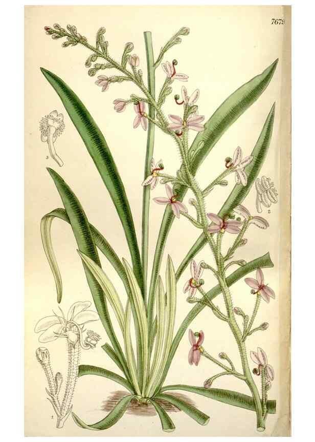 Reproducción/Reproduction 35802246502: Curtis's botanical magazine.. London ; New York [etc.] :Academic Press [etc.]