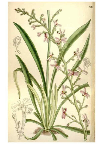 Reproducción/Reproduction 35802246502: Curtis's botanical magazine.. London ; New York [etc.] :Academic Press [etc.]