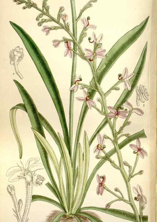 Reproducción/Reproduction 35802246502: Curtis's botanical magazine.. London ; New York [etc.] :Academic Press [etc.]