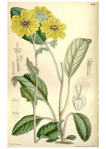 Reproducción/Reproduction 35802249462: Curtis's botanical magazine.. London ; New York [etc.] :Academic Press [etc.]