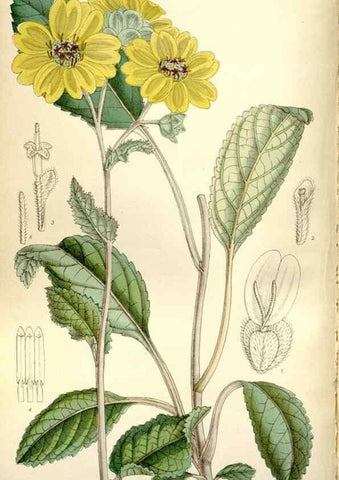 Reproducción/Reproduction 35802249462: Curtis's botanical magazine.. London ; New York [etc.] :Academic Press [etc.]