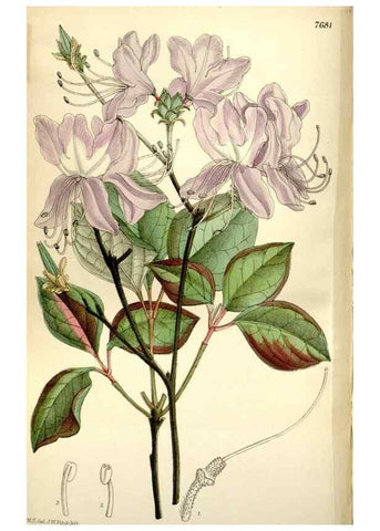 Reproducción/Reproduction 35802251952: Curtis's botanical magazine.. London ; New York [etc.] :Academic Press [etc.]