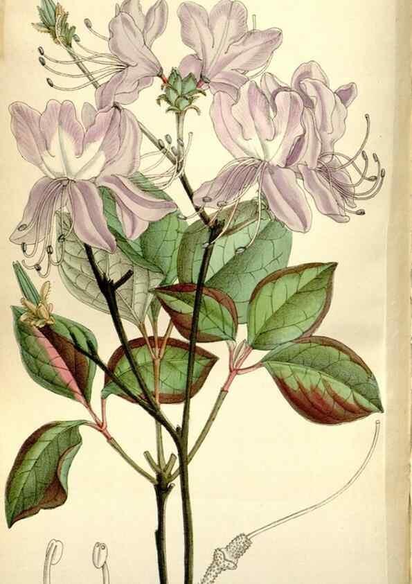 Reproducción/Reproduction 35802251952: Curtis's botanical magazine.. London ; New York [etc.] :Academic Press [etc.]