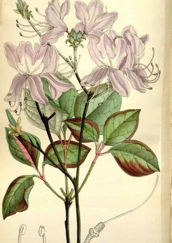 Reproducción/Reproduction 35802251952: Curtis's botanical magazine.. London ; New York [etc.] :Academic Press [etc.]
