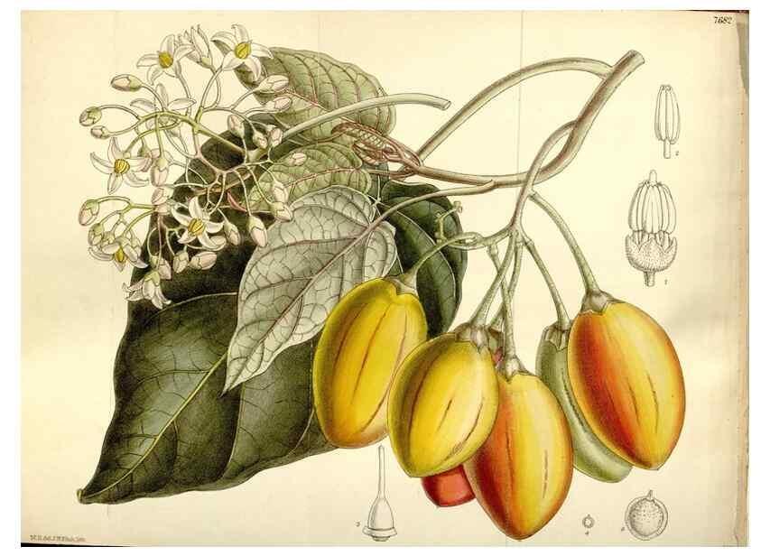 Reproducción/Reproduction 35133075064: Curtis's botanical magazine.. London ; New York [etc.] :Academic Press [etc.]