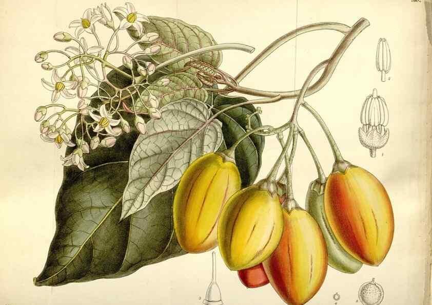 Reproducción/Reproduction 35133075064: Curtis's botanical magazine.. London ; New York [etc.] :Academic Press [etc.]
