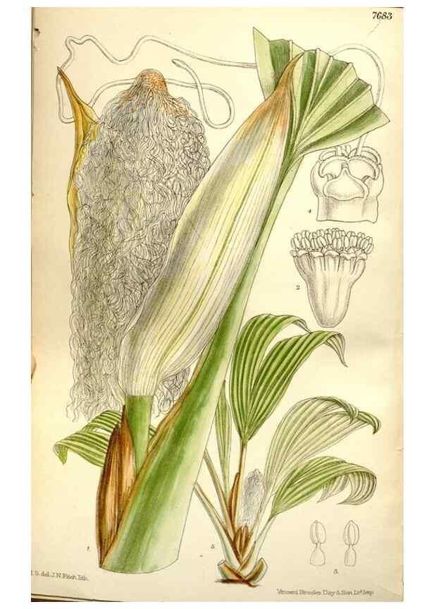 Reproducción/Reproduction 35162998323: Curtis's botanical magazine.. London ; New York [etc.] :Academic Press [etc.]