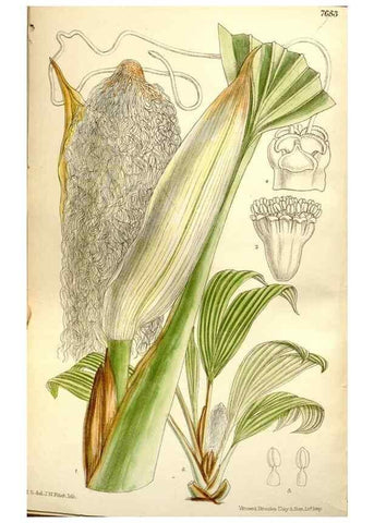 Reproducción/Reproduction 35162998323: Curtis's botanical magazine.. London ; New York [etc.] :Academic Press [etc.]
